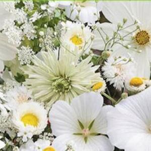 Billede af Sommerblomster, hvid frøblanding