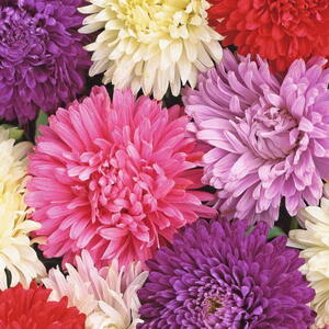 Asters, Queen of the Market Mix, frø fra Buzzy