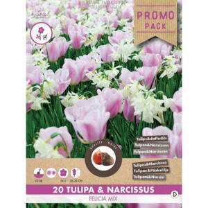 Blomsterløg Tulipaner & Påskeliljer, Felicia mix