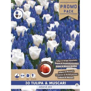 Blomsterløg Tulipaner & Perlehyacinter, Ariane mix