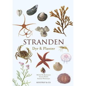 Billedet af Bog: Stranden- dyr & planter af Michael Bo Rasmussen, Annette Bruhn og Susanne Weitemeyers