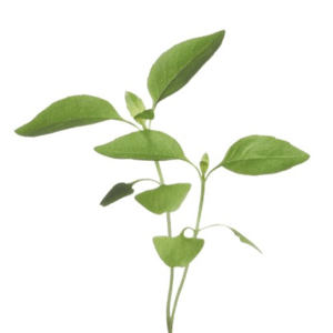 Micro Greens, Citronbasilikum