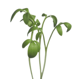 Micro Greens, Karsespirer