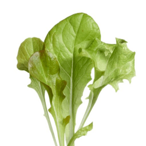 Micro Greens, Salatmix babyblade