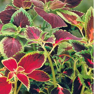Billede af Houseplant coll., Paletblad, Rainbow mix, frø