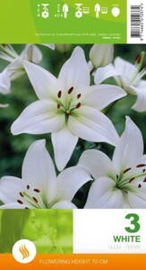 Billede af Asiatisk Lilje, White