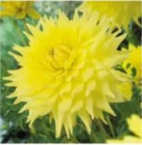 Billede af Yellow Decorative Dahlia
