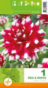 Billede af Red/White Decorative Dahlia
