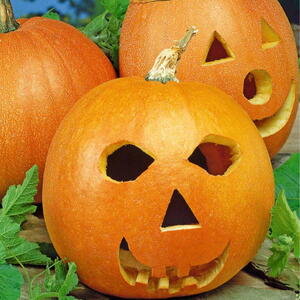 Billede af Halloweengræskar, Jack O'lantern, frø