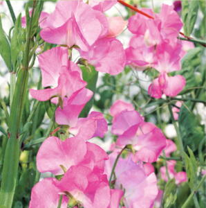 Billede af Ærteblomst, Royal Family Pink, frø
