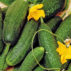 Sylteagurk / cornichon, Parisian pickling, frø