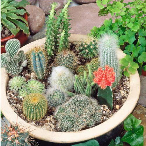 Billede af Stueplante Kaktus, mix, frø