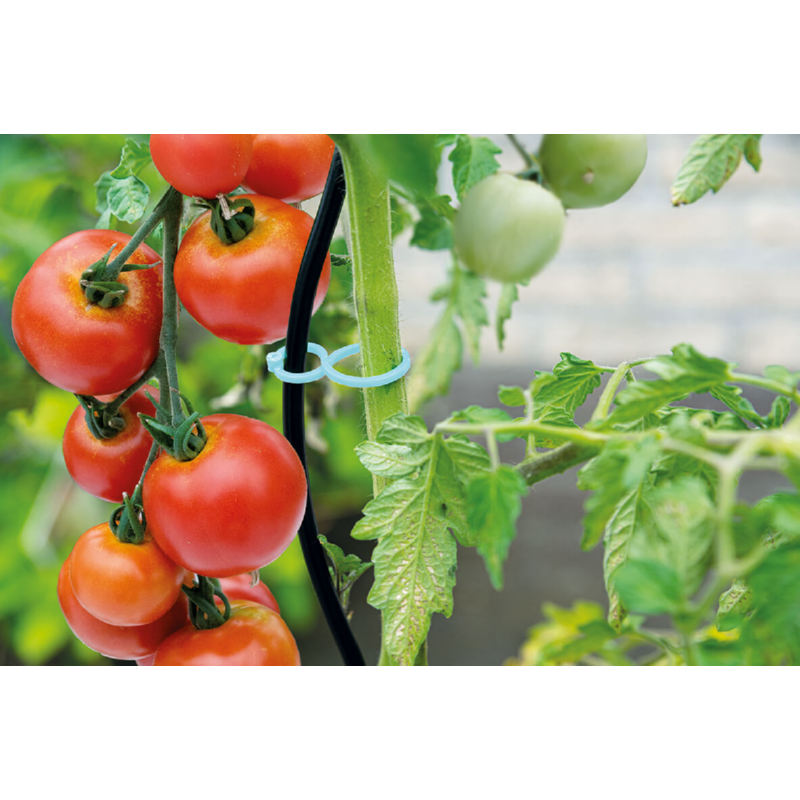Billede af tomatclips i brug