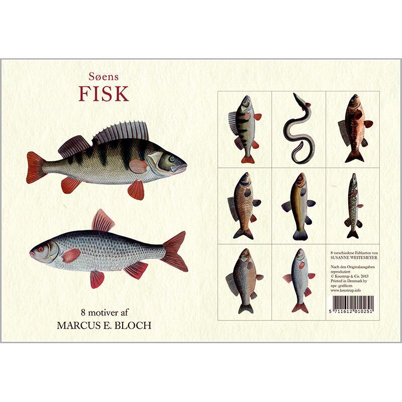 SØENS FISK - 8 kort