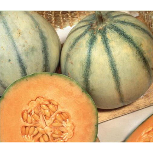 Melon, Cantaloup Charentais