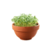 Micro Greens, Grow kit, Japansk Tatsoi