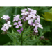 Billede af natviol, Hesperis, modelbillede