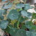 Billede af Micro Leaf, Nasturtium