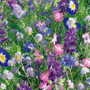 Sommerblomster, blå og lilla frøblanding