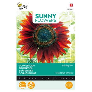 Sunny Flowers, Solsikke, Evening Sun, frø