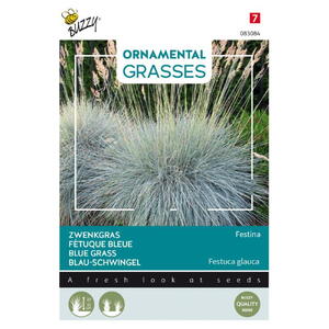 Ornamental Grasses, Blåsvingel, Festina, frø