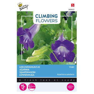 Climbing Flowers, Asarina scandens, Violet, frø