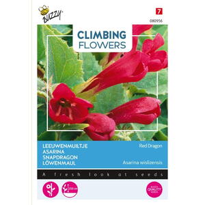 Climbing Flowers, Asarina wislizensis, Red dragon, frø
