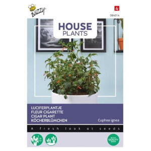 Houseplant coll.,Små Kinesere, Cigaretglød, frø