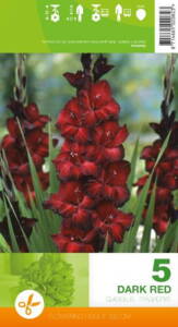 Gladiolus, Dark red, 5 løg