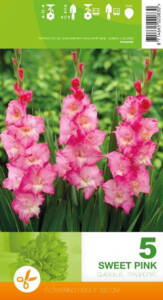 Gladiolus, Sweet Pink, 5 løg