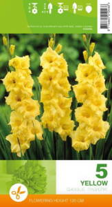 Gladiolus, Yellow, 5 løg