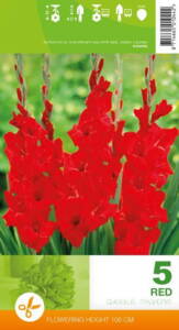 Gladiolus, Red, 5 løg