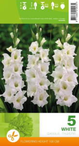 Gladiolus, White, 5 løg
