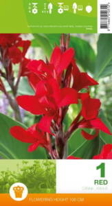 Canna, Red, 1 knold