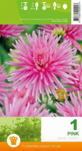 Cactus Dahlia, Pink, 1 knold