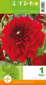 Dahlia, Decorative, Red, 1 knold