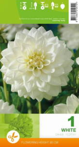 Dahlia, Decorative, White, 1 knold