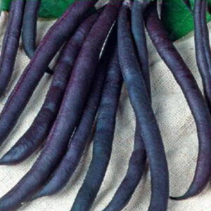 Buskbønne, Purple Queen, 100 g frø