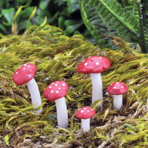 *UDGÅR* Fly agaric mushrooms / Fluesvampe