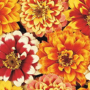 Frøkenhat, Persian Carpet, frø