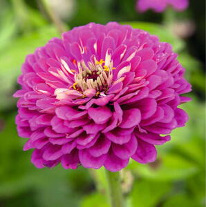 Frøkenhat, Royal Purple, frø