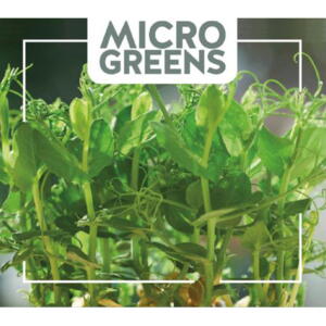 Micro Greens, Ærteskud, frø