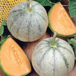 Melon Cantaloup Charentais, frø